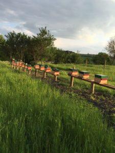 Rucher des Ensanges Photo Rucher des Ensanges